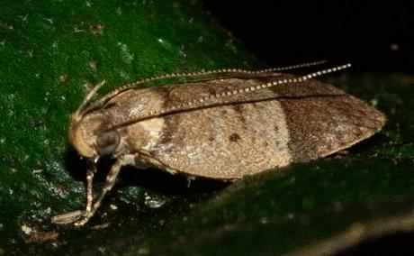 Octasphales chorderes