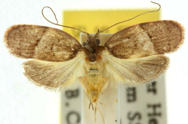 Octasphales chorderes