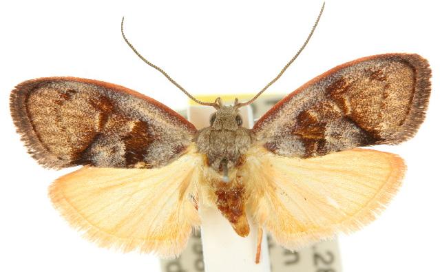 Thalamarchella cyphopleura