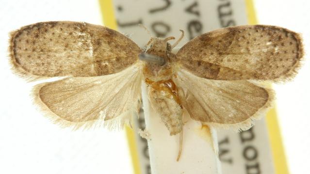 Octasphales eubrocha