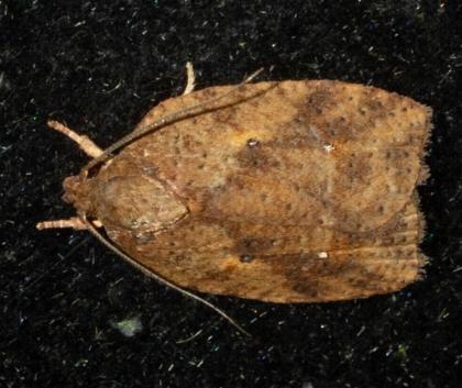 Thyromorpha stibaropis