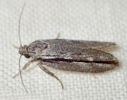 Heterobathra xiphosema