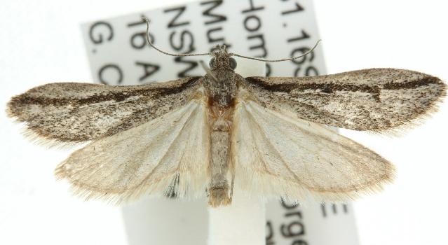 Heterobathra xiphosema