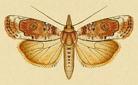 Iscadia poliochroa