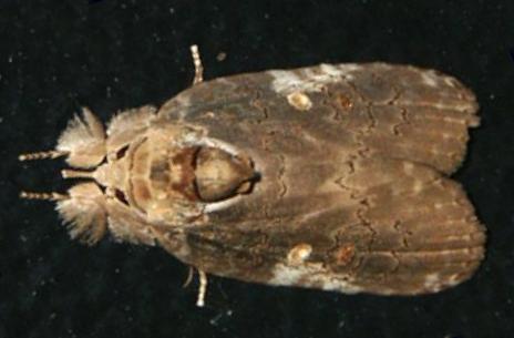 Ochthophora sericina