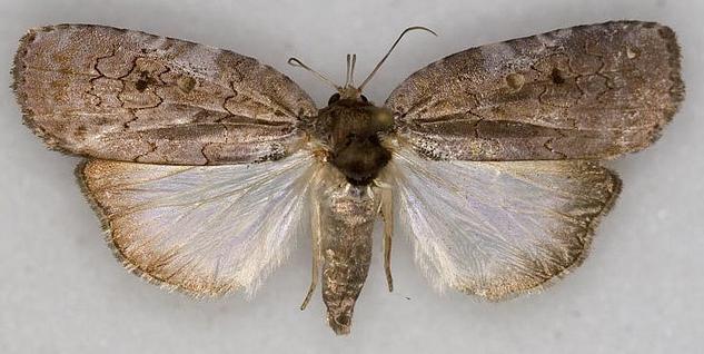 Ochthophora sericina