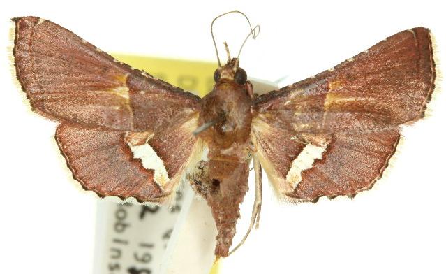 Endotricha chionocosma