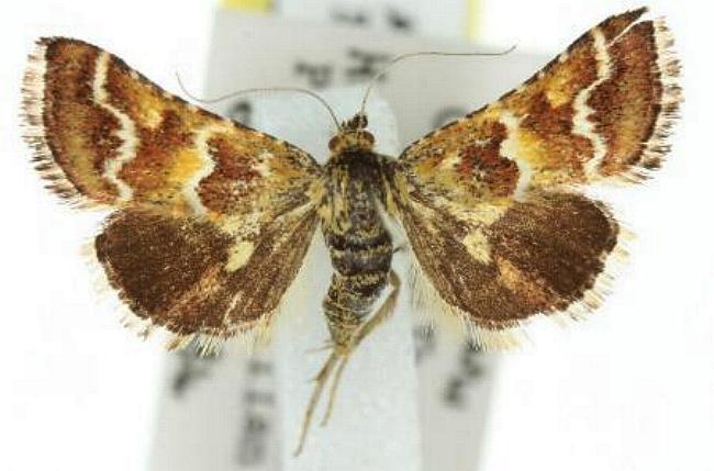 Oenogenes fugalis