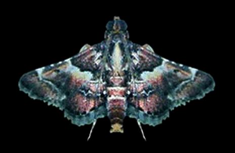 Persicoptera iochyta