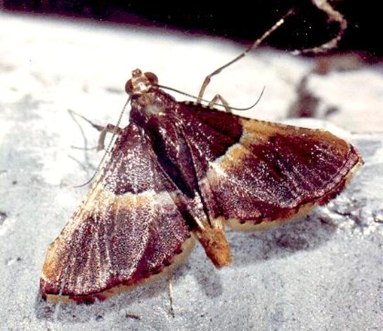 Endotricha mesenterialis