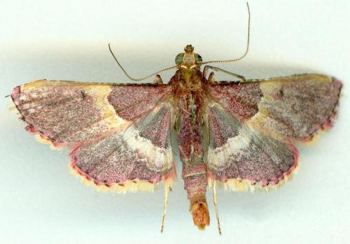Endotricha mesenterialis
