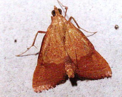 Endotricha pyrosalis