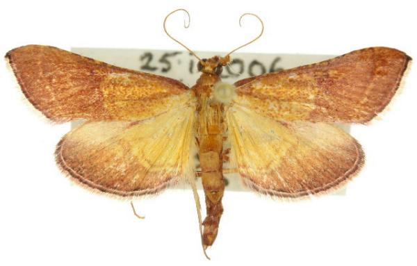 Endotricha pyrosalis
