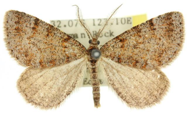 Paramelora ammophila