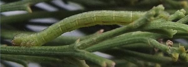 Phelotis cognata
