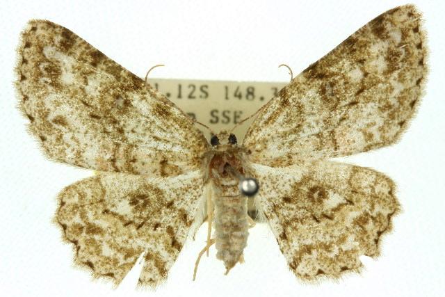 Ectropis mniara