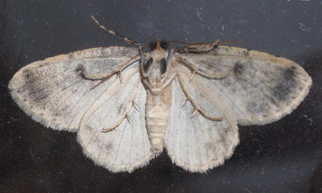 Ectropis mniara