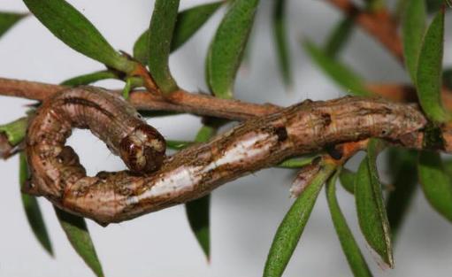 Thallogama nigraria