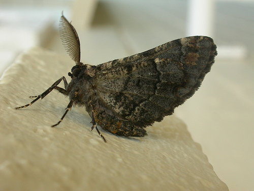 Pholodes sinistraria male