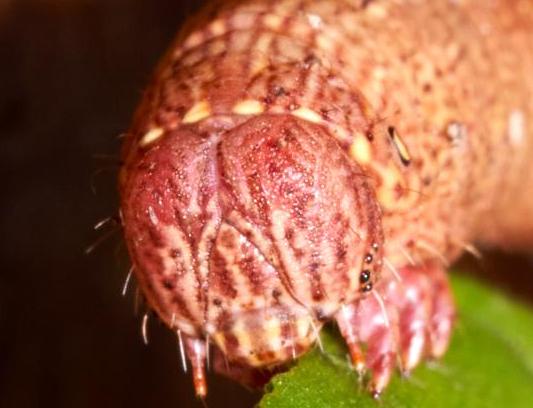 Pholodes sinistraria larva