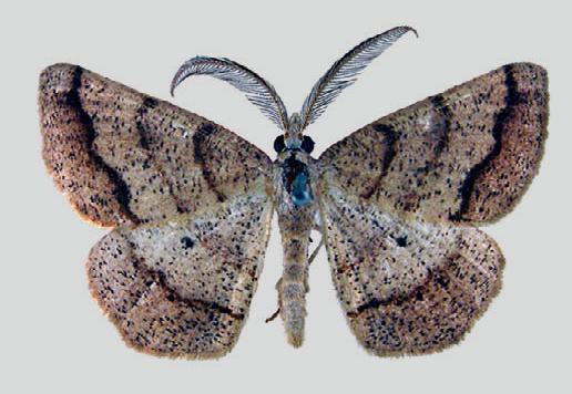 Rhinodia undiferaria