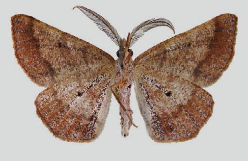 Rhinodia undiferaria
