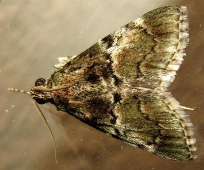Stericta bryomima
