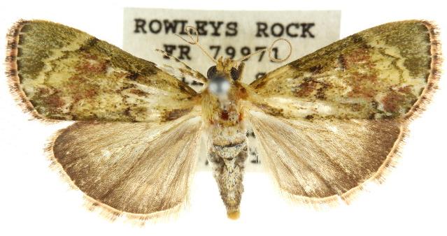 Stericta bryomima