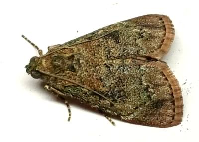 Orthaga exvinacea