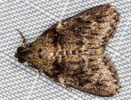 Nyctereutica melanophorella