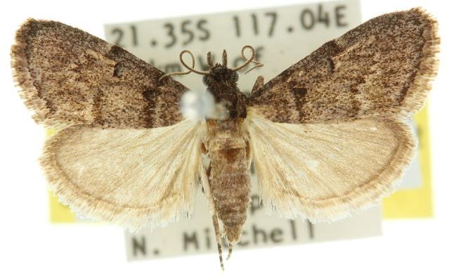 Nyctereutica melanophorella
