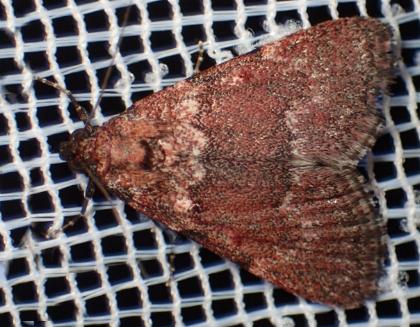 Araeopaschia normalis