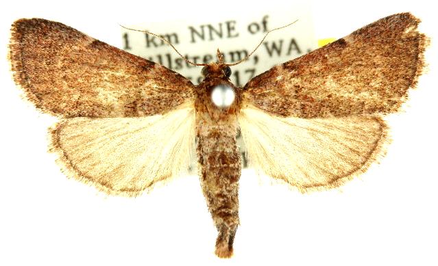 Araeopaschia normalis