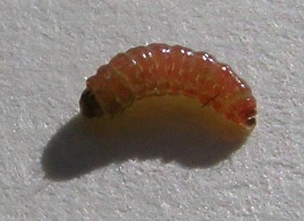 Paraepermenia santaliella larva