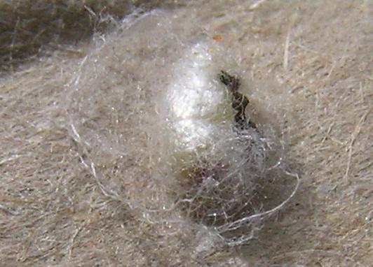 cocoon of a parasitic Chelonus wasp