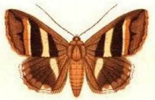 Grammodes cooma