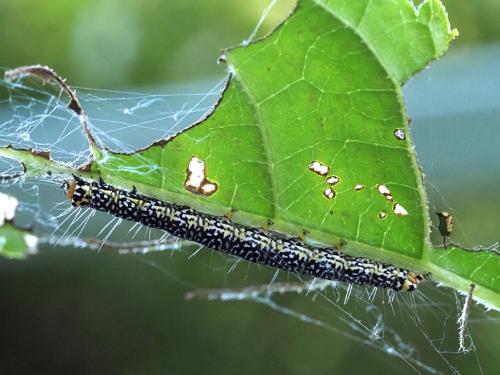 Ethmia clytodoxa