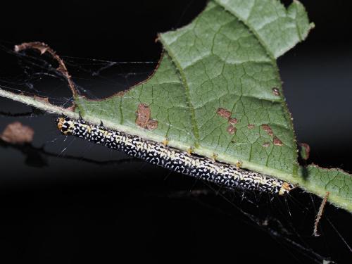 Ethmia clytodoxa