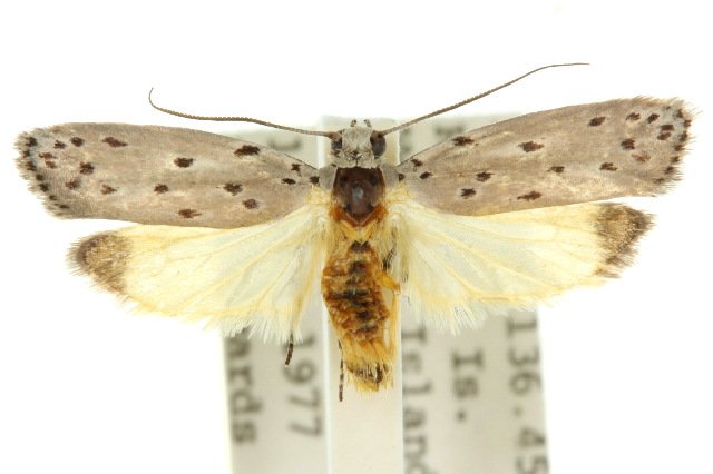 Ethmia nigroapicella