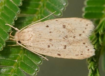 Eulechria convictella