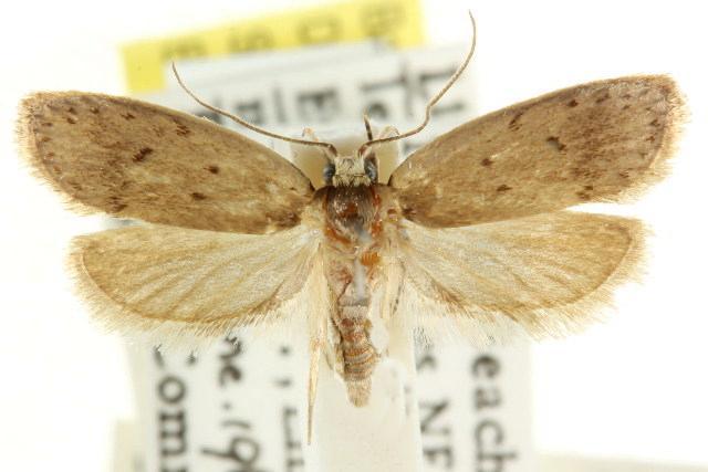 Eulechria convictella