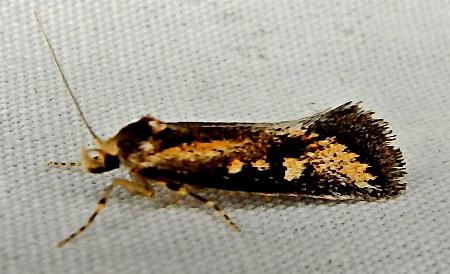 Pachybela maculisarca