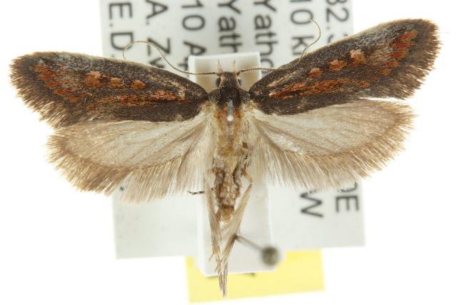 Pachybela maculisarca