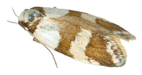 Eulechria platyrrhabda