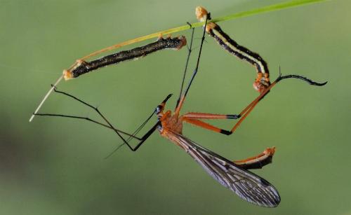 Harpobittacus australis (Mecoptera : Bittacidae) vs Lepidoptera