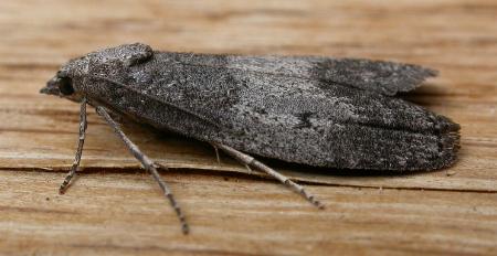 Aphomia baryptera