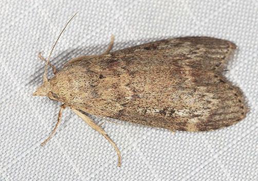 Lamoria eumeces