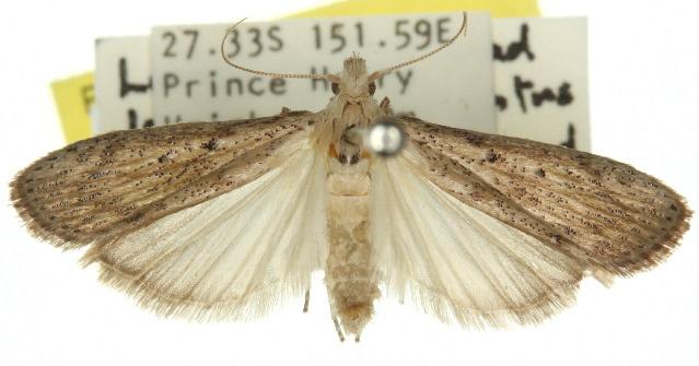 Lamoria idiolepida