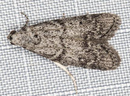 Heteromicta pachytera