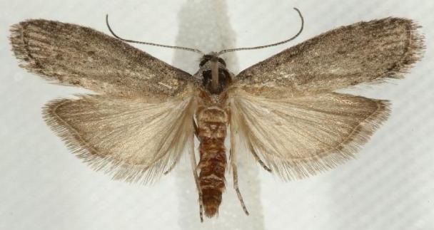 Heteromicta pachytera